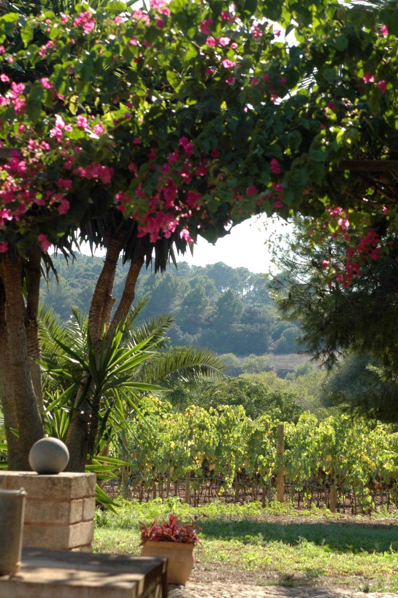 Oliver Moragues Grandhouse & Vineyard Algaida  Luaran gambar
